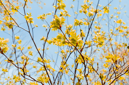 Autumn season and nature tree branch on sky and white clouds abstract texture background. Ecology...