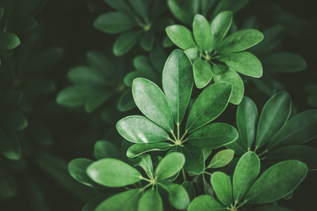 Close up tropical nature green leaf texture abstract background. Copy space ecology environment and travel adventure concept. Shallow depth of field. Vintage tone filter effect color style.の写真素材