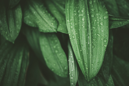 Close up rain drops on tropical nature green leaf texture abstract background. Copy space ecology...
