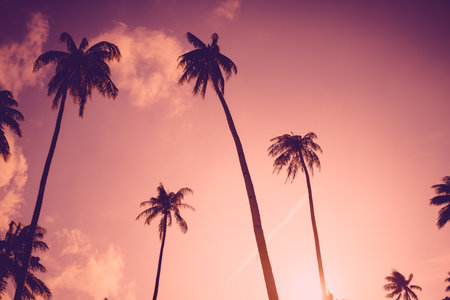 Copy space of silhouette tropical palm tree with sun light on sunset sky and cloud abstract background. Summer vacation and nature travel adventure concept. Vintage tone filter effect color style.の写真素材