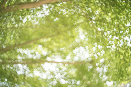 Copy space of tropical nature green bokeh sun light flare and blur leaf abstract texture background....