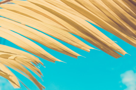 Copy space tropical palm tree with sun light on blue sky and cloud abstract background. Summer vacation and nature travel adventure concept. Vintage tone filter effect color style.の写真素材