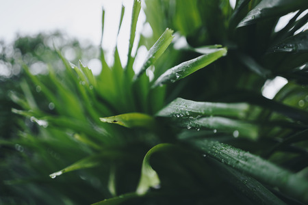 Copy space of blur green palm leaf tree with bokeh sun ligth abstract texture background. Ecology and environment concept. Vintage tone filter effect color style.の写真素材