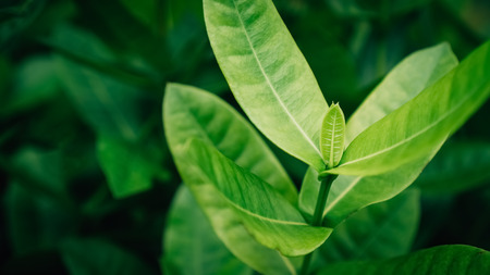 Close up tropical nature green leaf texture abstract background. Copy space ecology environment and travel adventure concept. Shallow depth of field. Vintage tone filter effect color style.の写真素材