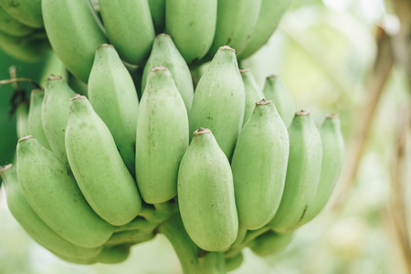 Branch of green banana on tree in nature background. Food and environment concept.の写真素材