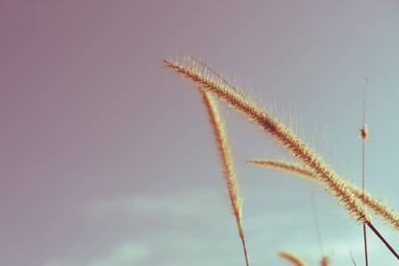 Grass flower in sunset and sun light abstract background. Nature ecology environment and travel relax concept. Shallow depth of field. Vintage tone filter effect color style.の写真素材