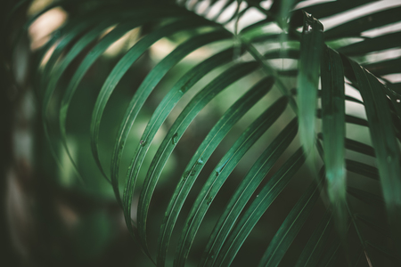 Rain drops on nature green palm leaf pattern texture abstract background. Copy space for graphic design tropical summer concept. Vintage tone filter effect color style.の写真素材