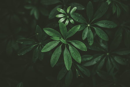 Close up rain drops on tropical nature green leaf texture abstract background. Copy space ecology environment and travel adventure concept. Shallow depth of field. Vintage tone filter effect color.の写真素材