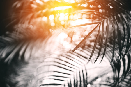 Copy space of blur palm leaf tree on sunset sky and white clouds with bokeh sun ligth abstract texture background. Ecology and environment concept. Vintage tone filter effect color style.の写真素材