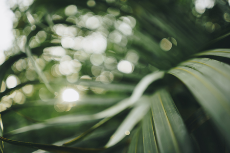 Copy space of blur green palm leaf tree with bokeh sun ligth abstract texture background. Ecology and environment concept. Vintage tone filter effect color style.の写真素材