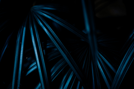 Blue palm leaf pattern texture abstract background. Copy space for graphic design tropical summer concept. Vintage tone filter effect color style.の写真素材