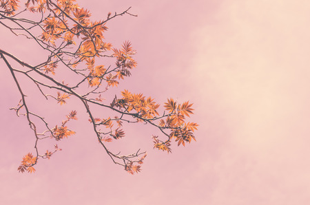 Autumn season and nature tree branch on sky and white clouds abstract texture background. Ecology environment and travel relax concept. Vintage tone filter effect color style.の写真素材