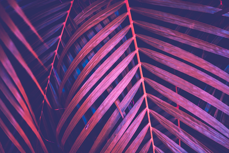 Copy space pink tropical palm tree on sky abstract background. Summer vacation and nature travel adventure concept. Vintage tone filter effect color style.の写真素材