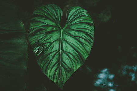 Close up tropical nature green leaf caladium texture background. Tropical forest and travel adventure concept. Vintage tone filter color style.の写真素材
