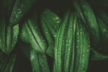 Close up rain drops on tropical nature green leaf texture abstract background. Copy space ecology environment and travel adventure concept. Shallow depth of field. Vintage tone filter effect color style.の写真素材