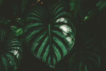 Close up tropical nature green leaf caladium texture background. Tropical forest and travel...