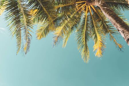 Copy space of tropical palm tree with sun light on blue sky and white cloud abstract background. Summer vacation and nature travel adventure concept. Vintage tone filter effect color style.の写真素材