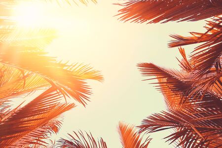 Copy space of silhouette tropical palm tree with sun light on sunset sky and cloud abstract...