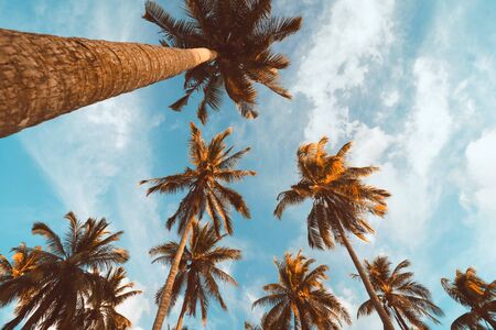 Copy space of tropical palm tree with sun light on blue sky and white cloud abstract background. Summer vacation and nature travel adventure concept. Vintage tone filter effect color style.の写真素材