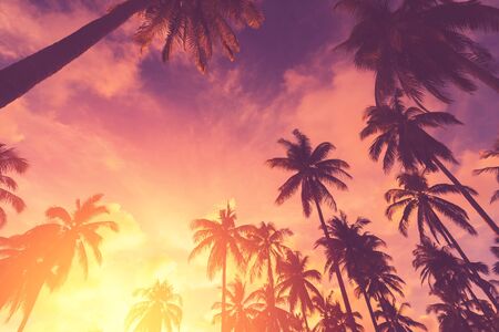 Copy space of silhouette tropical palm tree with sun light on sunset sky and cloud abstract...