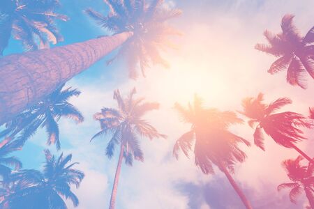 Copy space of silhouette tropical palm tree with sun light on sunset sky and cloud abstract background. Summer vacation and nature travel adventure concept. Pastel tone filter effect color style.の写真素材