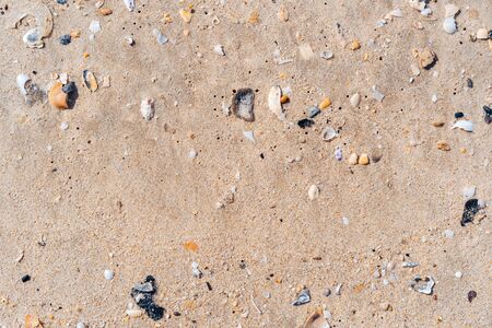 Copy space of sand beach and seashell texture abstract background. Summer vacation and travel...