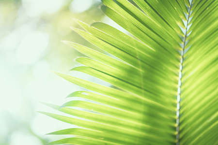 Summer vacation and nature travel adventure concept. Tropical palm tree with colorful bokeh sun...