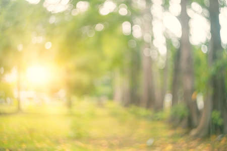 Copy space of silhouette tropical palm tree with sun light on sunset sky and cloud abstract background. Summer vacation and nature travel adventure concept. Pastel tone filter effect color style.の写真素材
