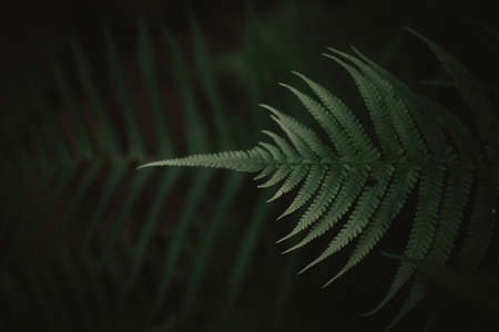 Close up rain drops on tropical nature green leaf texture abstract background. Copy space ecology...