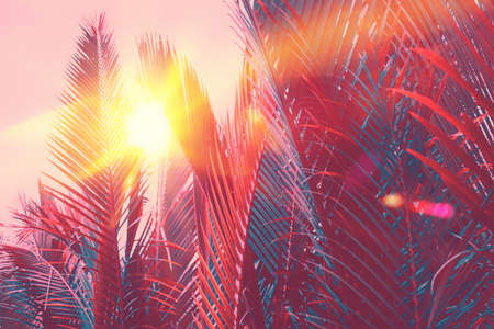 Copy space of silhouette tropical palm tree with sun light on sunset sky and cloud abstract...