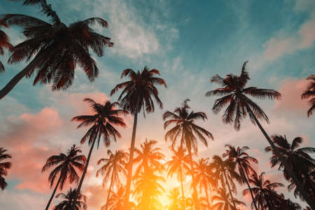 Copy space of silhouette tropical palm tree with sun light on sunset sky and cloud abstract background. Summer vacation and nature travel adventure concept. Pastel tone filter effect color style.の写真素材