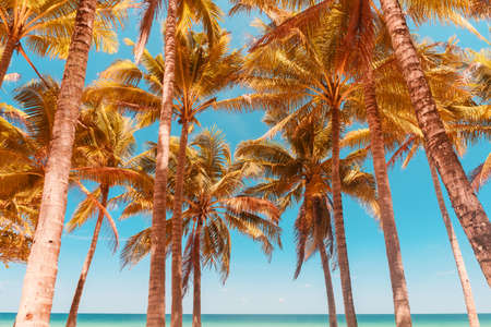 Palm tree at tropical beach on blue sky abstract background. Summer vacation and nature travel adventure concept. Vintage tone filter effect color style.の写真素材