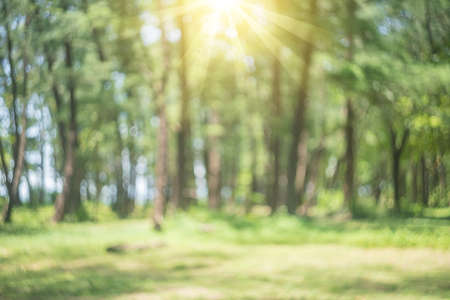 Blur nature green park with bokeh sun light abstract background. Copy space of travel nature adventure and environment ecology concept. Vintage tone filter effect color style.の写真素材