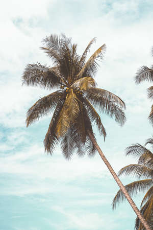 Tropical palm tree with sun light on sunset sky and cloud abstract background. Summer vacation and nature travel adventure concept. Pastel tone filter effect color style.の写真素材