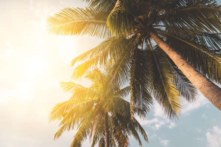 Tropical palm tree with sun light on sunset sky and cloud abstract background. Summer vacation and...
