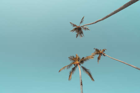 Tropical palm tree with blue sky and cloud abstract background. Summer vacation and nature travel adventure concept. Pastel tone filter effect color style.の写真素材