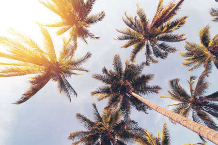 Tropical palm tree with sun light on sunset sky and cloud abstract background. Summer vacation and nature travel adventure concept. Vintage tone filter effect color style.の写真素材