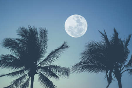 Tropical night. Full moon and palm tree abstract background. Copy space of nature environment and travel adventure concept. Vintage tone filter effect color style.の写真素材