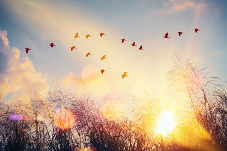 Birds flying and grass flower on sunset sky and cloud abstract background. Freedom and nature environment concept. Vintage tone filter effect color style.の写真素材