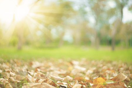 Blur nature green park with bokeh sun light abstract background. Copy space of travel nature...