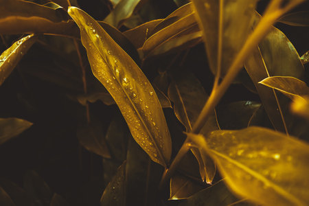 Close up rain drops on tropical nature golden leaf texture abstract background. Copy space ecology...