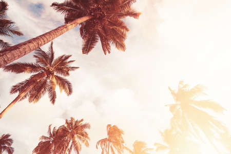Tropical palm tree with blue sky and cloud abstract background. Summer vacation and nature travel adventure concept. Pastel tone filter effect color style.の写真素材
