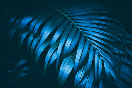 Green palm leaf pattern texture abstract background. Copy space for graphic design tropical summer...