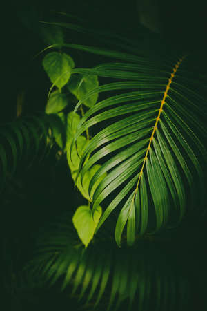 Green palm leaf pattern texture abstract background. Copy space for graphic design tropical summer and nature environment concept. Vintage tone filter effect color style.の写真素材
