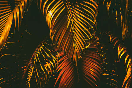 Golden palm leaf pattern texture abstract background. Copy space for graphic design tropical summer concept. Vintage tone filter effect color style.の写真素材