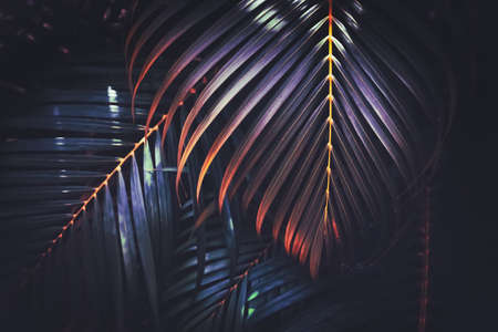 Green palm leaf pattern texture abstract background. Copy space for graphic design tropical summer and nature environment concept. Vintage tone filter effect color style.の写真素材