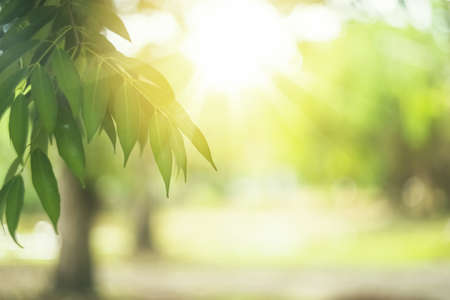 Blur nature green park with bokeh sun light abstract background. Copy space of travel nature adventure and environment ecology concept. Vintage tone filter effect color style.の写真素材