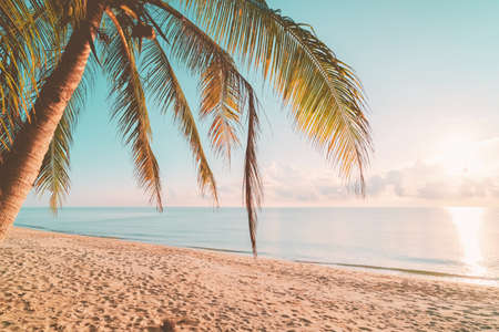 Palm tree at tropical beach on sunset sky abstract background. Summer vacation and nature travel adventure concept. Vintage tone filter effect color style.の写真素材