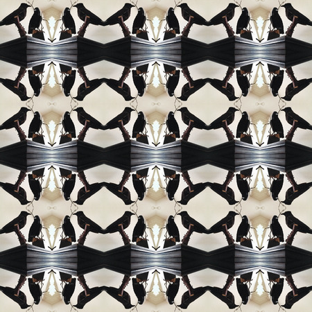 Seamless texture of two ravens. For eg fabric, wallpaper, wall decorations.の写真素材