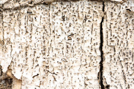 bark tree wood old blur background.